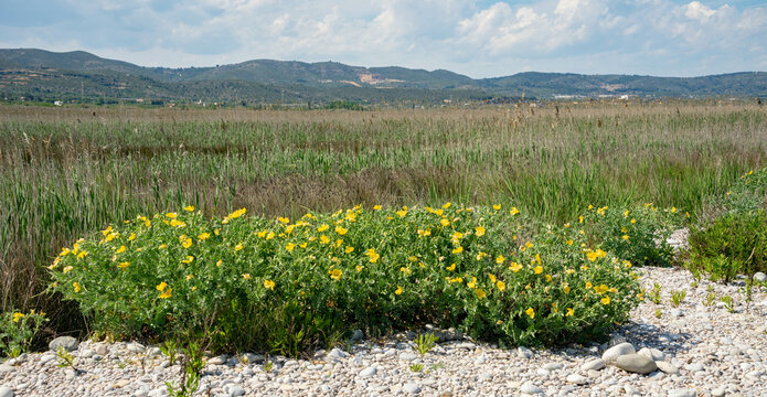 Glaucium Flavum. Amapola marina, en Cabanes (Castell&oacute;n)