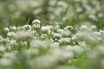 Łąka pełna pachnącej koniczyny © neskama
