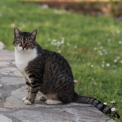 Piękny kot siedzi na ścieżce na tle trawnika ze stokrotkami w parku © neskama