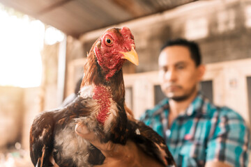 Breeder of fighting cocks in a corral holding his champion in his hand and looking at the camera. Concept of traditional sports of Latin America. - obrazy, fototapety, plakaty