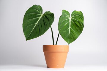 Philodendron Gloriosum in terracotta pot on isolated white background