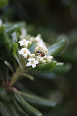 Pszczoła zbierająca pyłek z krzewu pospornica japońska
