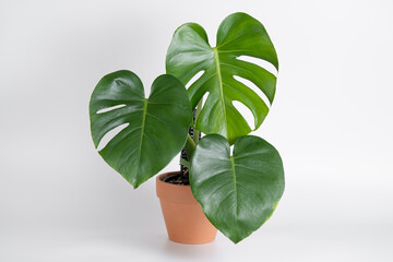 Monstera Deliciosa plant with terracotta pot on isolated white background