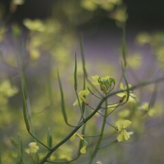 Żółte drobne polne kwiaty na fioletowym tle © neskama