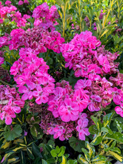 Pink rose flowers in the garden