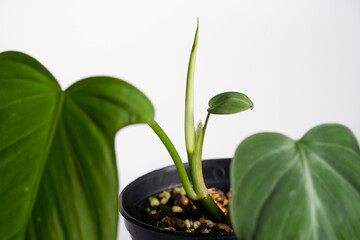 Philodendron Camposportoanum new leaf close up in black plastic pot on islated white background. .