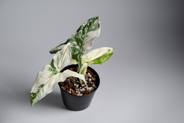 Syngonium Albo in isolated white background. Syngonium podophyllum 'Albo' is a cultivar from the Araceae family