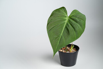Philodendron Micans plant with black plastic pot on isolated white background.