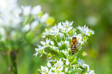 Honey bee apis mellifera on white flower while collecting pollen on green blurred background close up macro.
