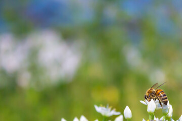 Honey bee apis mellifera on white flower while collecting pollen on green blurred background close up macro.