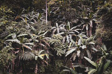 The banana tree in deep forest.