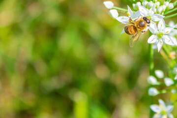 Honey bee apis mellifera on white flower while collecting pollen on green blurred background close up macro.