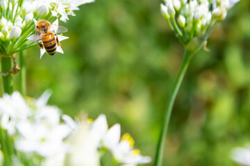 Honey bee apis mellifera on white flower while collecting pollen on green blurred background close up macro.