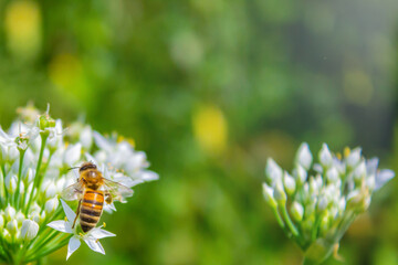 Honey bee apis mellifera on white flower while collecting pollen on green blurred background close up macro.
