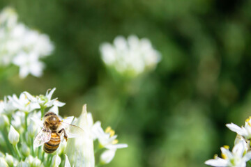 Honey bee apis mellifera on white flower while collecting pollen on green blurred background close...