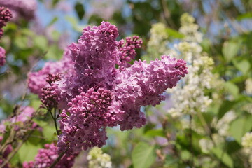 May is the time of flowering plants. Blooming Syringa. Krakow (Poland).