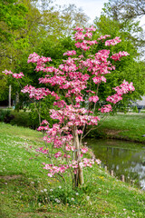 japanese garden in spring