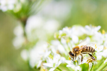 Honey bee apis mellifera on white flower while collecting pollen on green blurred background close up macro.