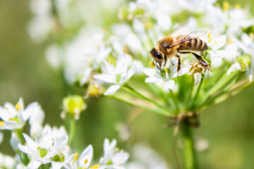 Honey bee apis mellifera on white flower while collecting pollen on green blurred background close up macro.
