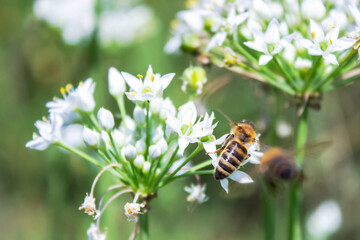 Honey bee apis mellifera on white flower while collecting pollen on green blurred background close up macro.