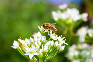 Honey bee apis mellifera on white flower while collecting pollen on green blurred background close up macro.