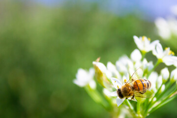 Honey bee apis mellifera on white flower while collecting pollen on green blurred background close up macro.