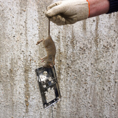 A gloved hand holds a rat by the tail with a mousetrap slammed on it.