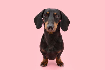 Portrait young dachshund puppy dog looking at camera. Isolated on pink coral background