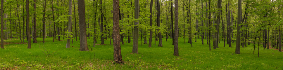 Fototapeta premium Color fresh green leaf forest with fresh grass