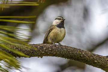 Mountain Chickadee (Poecile gambeli) on Pine Tree Branch