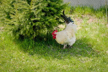 rooster feeding on rural barnyard on green grass. Hens on backyard in free range poultry eco farm. poultry farming concept.chicken coop in sunny summer day