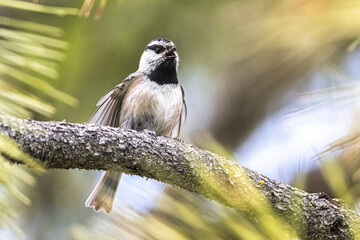 Mountain Chickadee (Poecile gambeli) on Pine Tree Branch