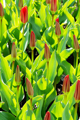 Tulips with red buds on a flower bed in the park closeup	