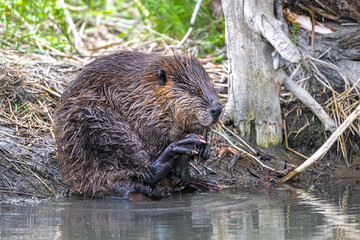 North American Beaver (Castor canadensis) Cleaning Itself
