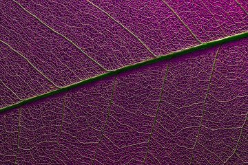 Plakat skeleton leaf texture macro photography. environmental organic material textured background. elements of nature close-up