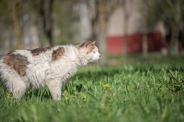 Sick one-eyed cat for a walk in the city.