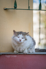 Sick one-eyed cat for a walk in the city.