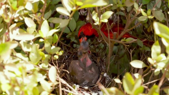 Male Northern Cardinal, Cardinalis Cardinalis, feeding fledglings in nest
