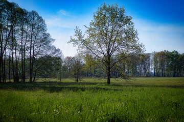Fototapeta na wymiar Landschaft - Baum - Frühling - Springtime- Spring - 