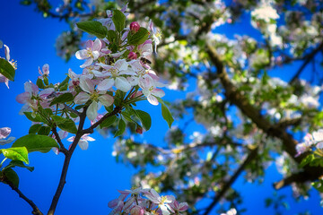 Blüten - Biene - Frühling - Springtime- Spring - 