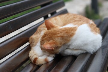 Rudy kot śpiący na ławce - obrazy, fototapety, plakaty