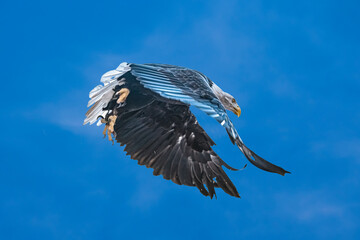 Bald Eagle (Haliaeetus leucocephalus) in Flight