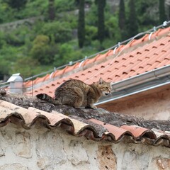 Kot siedzący wysoko na dachu ze starej pomarańczowej dachówki