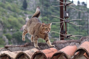 Bury kot biegający po dachu w mieście Kotor - obrazy, fototapety, plakaty