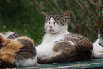 Portret kota śpiącego na ławce w towarzystwie innych kotów