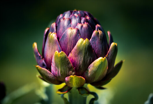 green and purple artichoke
