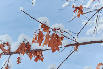 Branch oak tree with dry leaves in snow. Winter background. Oak tree branches covered with...