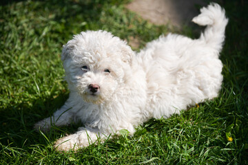 Puli white dog puppy cub standing on a grass and looking to the camera. Beautiful dog breed. Pet photography.