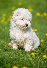 Puli white dog puppy cub standing on a grass and looking to the camera. Beautiful dog breed. Pet photography.