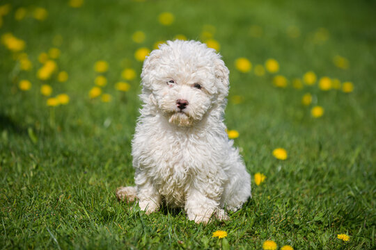 Puli white dog puppy cub standing on a grass and looking to the camera. Beautiful dog breed. Pet photography.